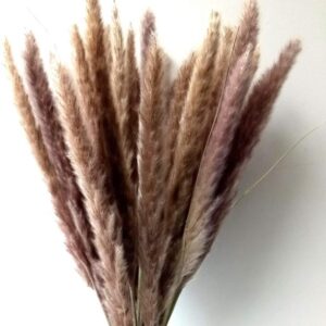 מארז 10 יחידות פאמפס 80 ס"מ קלאסי