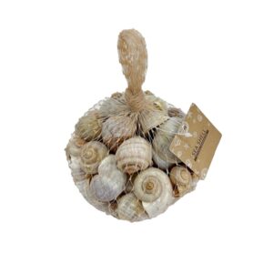 מארז קונכיות דקורטיבי