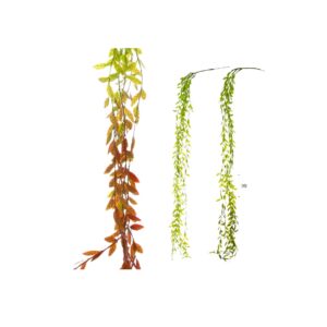 צמח נשפך אוליב